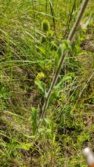 Heterotheca inuloides