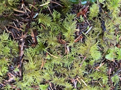 Kindbergia oregana