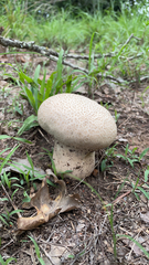 Calvatia