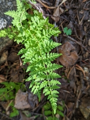 Cystopteris fragilis
