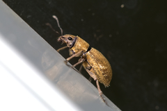 Pantomorus cervinus