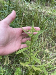 Pedicularis lanceolata