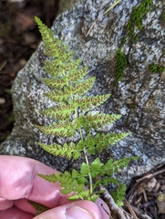 Cystopteris fragilis