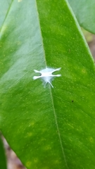 Fritzia muelleri