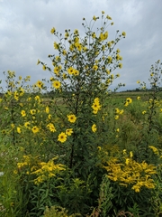 Helianthus giganteus