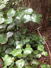 Piper excelsum peltatum