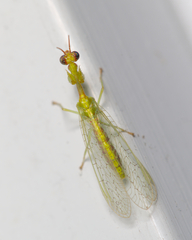 Zeugomantispa minuta