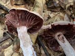 Laccaria ochropurpurea