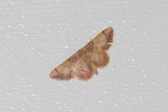 Idaea demissaria