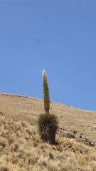 Puya raimondii