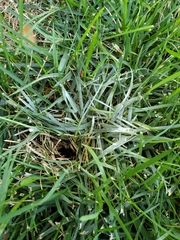 Leucoagaricus leucothites