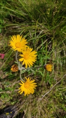 Heterotheca inuloides