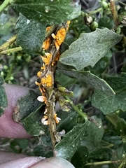 Puccinia evadens