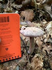 Laccaria ochropurpurea