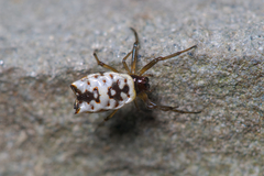 Micrathena mitrata