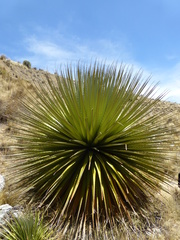 Puya raimondii