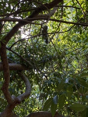 Sciurus yucatanensis