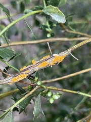Puccinia evadens