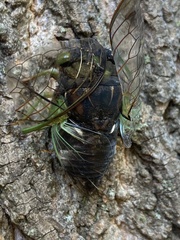 Neotibicen