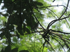 Polioptila albiloris