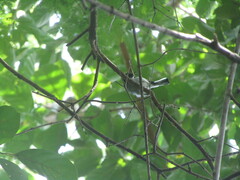 Polioptila albiloris