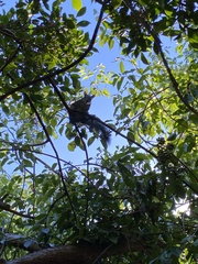 Sciurus yucatanensis