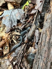Plethodon jordani