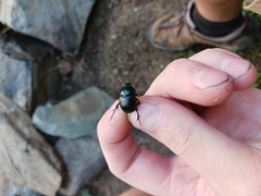 Geotrupes balyi