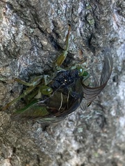 Neotibicen