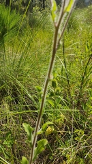 Heterotheca inuloides