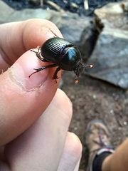 Geotrupes balyi
