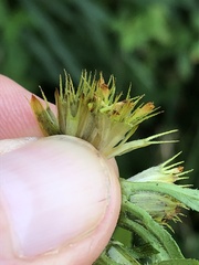 Bidens vulgata