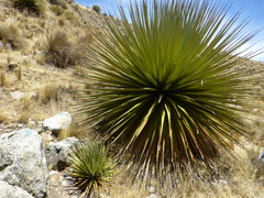 Puya raimondii