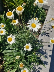 Leucanthemum