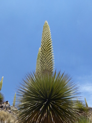 Puya raimondii