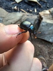 Geotrupes balyi