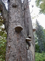 Fomes fomentarius