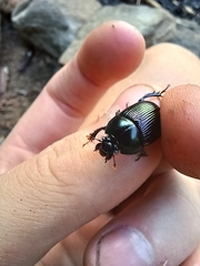 Geotrupes balyi