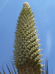 Puya raimondii