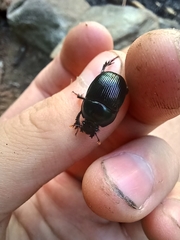 Geotrupes balyi