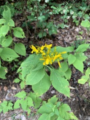 Verbesina occidentalis