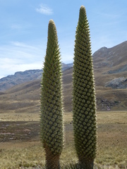 Puya raimondii