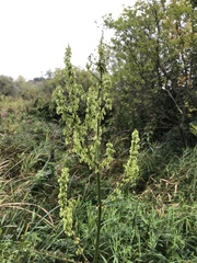 Rumex britannica