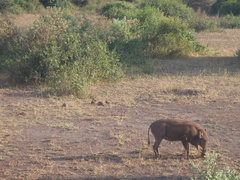 Phacochoerus africanus