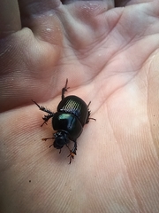 Geotrupes balyi