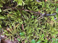 Rhytidiadelphus loreus