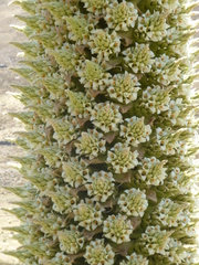 Puya raimondii