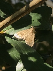 Achyra rantalis