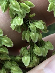 Rumex britannica