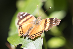 Hypanartia bella